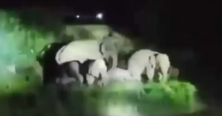 লোকালয়ে আসা বুনো হাতির পাল